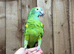 Blue headed amazon