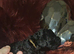 Kc miniature poodles
