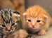 X2 Male Kittens (Ready 15/08/26)