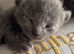 PURE PEDIGREE RUSSIAN BLUE KITTENS