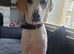 Sadly rehoming my beautiful boy