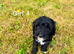 Cockapoo female puppy