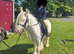Stunning Future Star Pony &ndash; Reggie