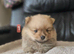 6 beautifull pomeranian baby's