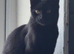Domestic Short Hair For sale