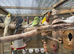 Budgies for sale