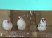 Zebra finch Mutations