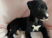 Lurcher puppies