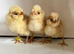 Chicks  Weekend Offer 1 free chick