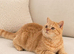 Red British shorthair kittens available now