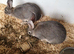 Continental X rex rabbits