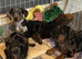 Miniature Dachshund Puppies &ndash; Ready For Their Forever Homes!