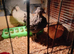 3 x 4 week old chickens for sale