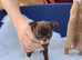 Chihuahua Puppies