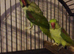 PAIR ALEXANDRINE PARROTS AND LARGE MACAW CAGE