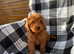 Stunning F1 cavapoos ready now !