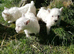 REGISTERED WEST HIGHLAND PUPPIES