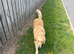 Golden retrievers for sale good homes only