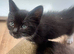 RAGDOLL CROSS BOY READY NOW