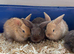 Dwarf lop bunnies