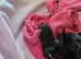 Chihuahua puppies