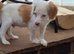 Cockapoo f1 pups  ready now