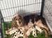 Beautiful full show cocker spaniels