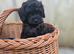 Stunning American Cockapoo puppies