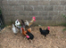 Chickens for sale