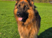 Stunning and strong German Shepherd puppies