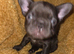 French bulldog dog puppies
