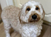 F1B Toy cockapoo merle male