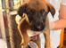 5 beautiful Malinois cross Turkish kangal puppies for sale