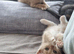 8 weeks old Ginger boys looking for a new home