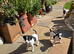 Pups for sale born 30/05/2026