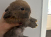 Beautiful pure mini lop and mini rex X mini lop babies