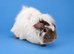 Dalmatian Aby Guinea Pig Sow