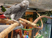Tame African grey