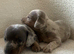 Miniature dachshund