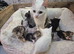 4 beautiful male kittens looking for new forever homes