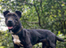Terrier x dashound pups ready to leave