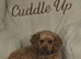 Toy poodle male for sale