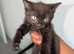Playful Kittens Ready for Loving Homes (5 weeks insurance included)