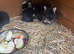 Rabbits
