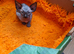 Stunning Sphynks kittens, Ready Saturday