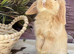 A beautiful little mini lop