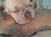 French bulldog pups (kc reg )