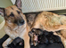 German shepherd pups