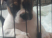 Oldtyme Bulldogs x French