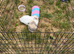 2 Male Mini Lop Baby Rabbits